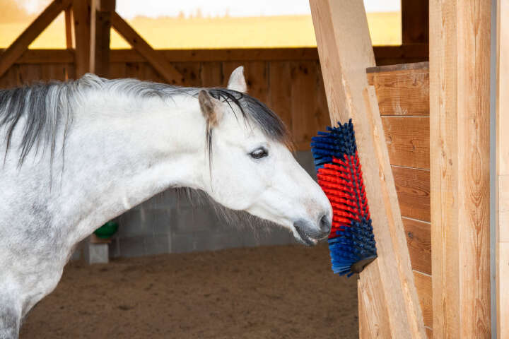 KERBL Kratzbürste XL